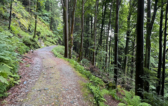 Fløyen forest, Bergen