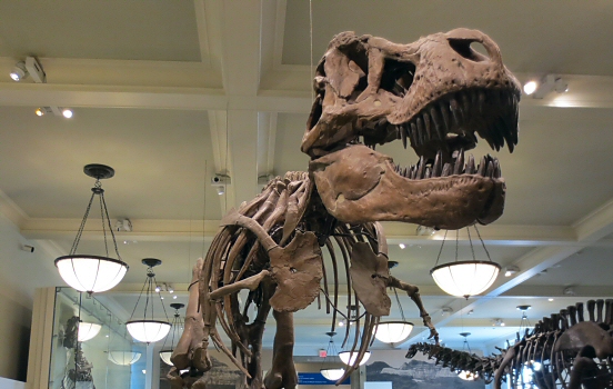 Dinosaur skeleton in New York