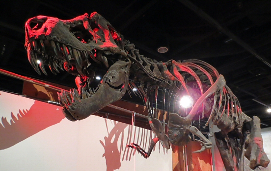 Dinosaur skeleton in Washington DC