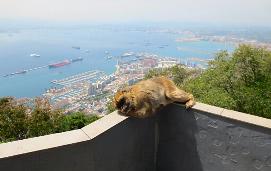 Barbary ape at Rock of Gibraltar