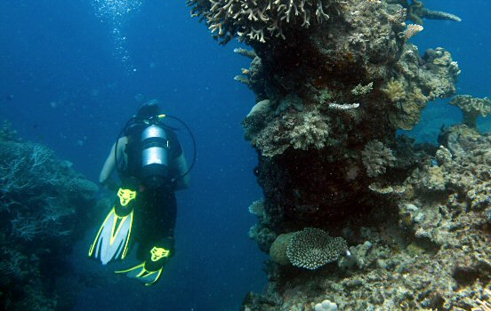 Diver at Great Barrier Reef