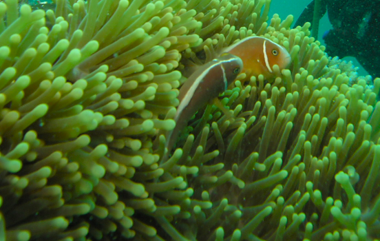 Nemo at Great Barrier Reef