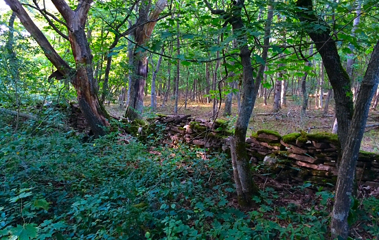 Halltorp forest