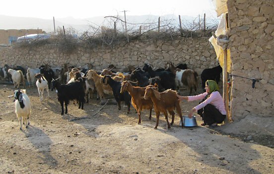 Milking goats in nomad camp