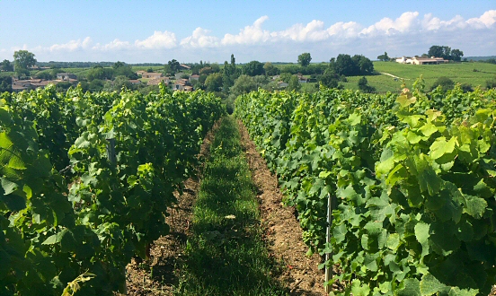Vineyards of southern France