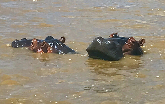Hippos in St Lucia