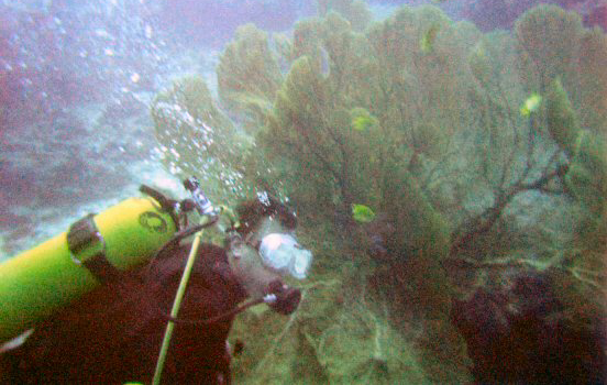 Diving near Ko Payu, Similan Islands